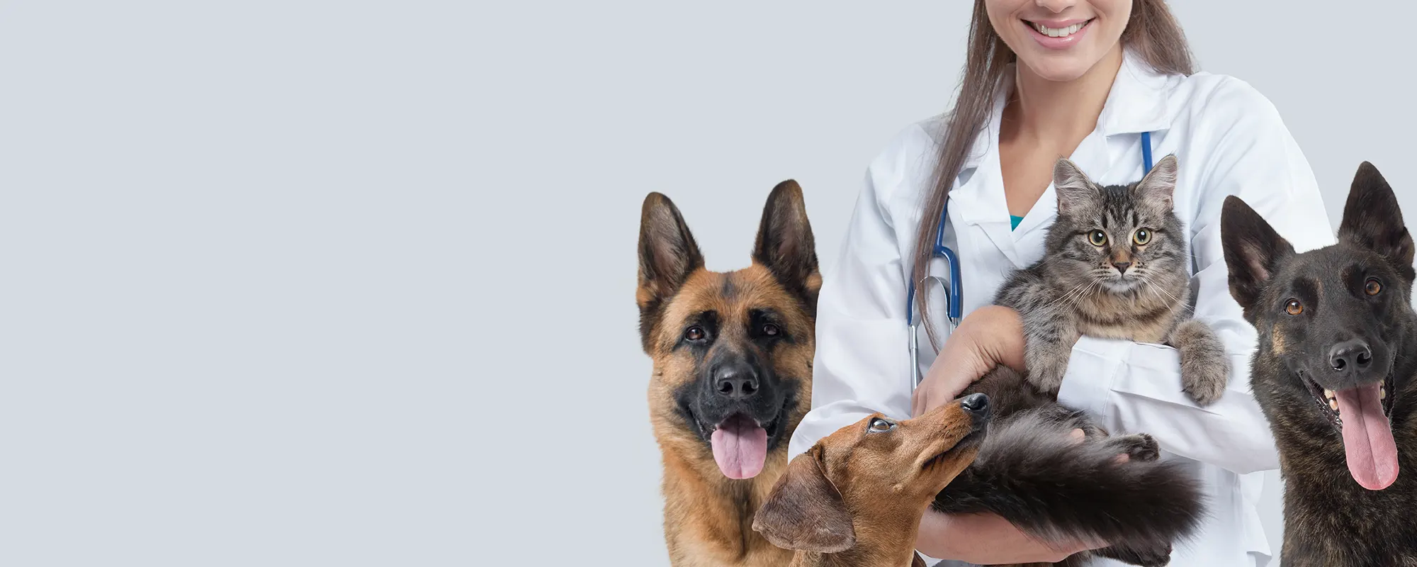 Offrez le meilleur à vos compagnons